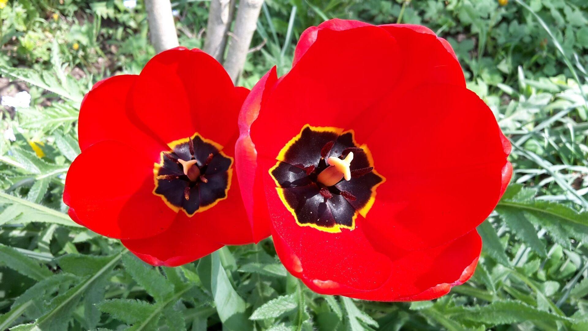 tulipány otevřely své kalichy